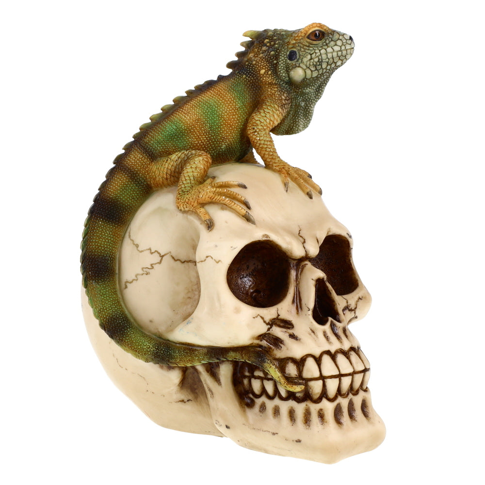 Treasure Cove P784112A Iguana Skull Figurine